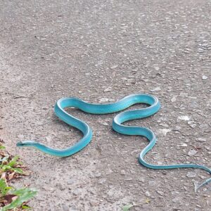 A Rare Find Citizen in Taiwan Encounters a “Tiffany Blue Snake” on the Roadside