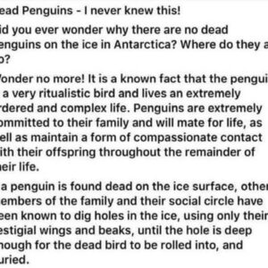 Penguins..