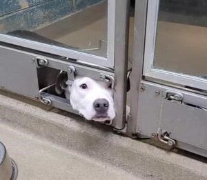 This Lonely Dog Was Sad Because She Had To Watch All Her Friends Get Adopted