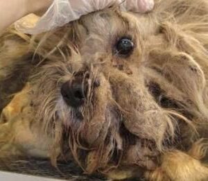 This Poor Dog Was Neglected For Years Before His Amazing Savior Came And Rescued Him