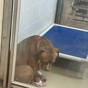 Heartbreaking photo shows shelter pit bull “losing hope” after adoptions fall through — still looking for a home