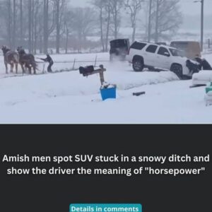 The Amish: Harnessing True Horsepower to Help Others