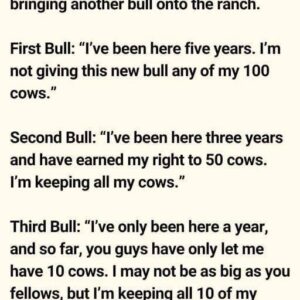 Three Bulls Found Out That The Rancher Was Bringing Another Bull