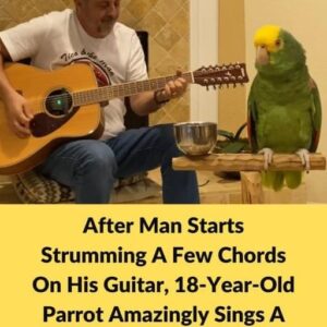 18-Year-Old Parrot Joins His Human Singing Stairway To Heaven