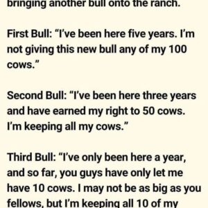 Three Bulls on the Ranch