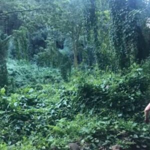 A woman took a picture of herself running through the rainforest, but when she enlarged the picture, she was scared.