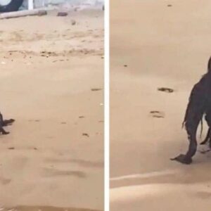 While Sunbathing on the Beach, a Man Photographs a Horrific Creature…You Will Be Surprised to Know What it Really Was…