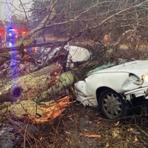 Beloved comedian died today in a tragic accident after a large tree branch fell on top of him