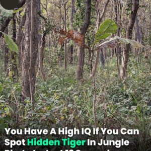 You Have A High IQ If You Can Spot Hidden Tiger In Jungle Photo In Just 12 Seconds