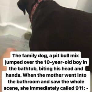 They adopted a Pit Bull from an animal shelter, but they were shocked by what the dog did one day