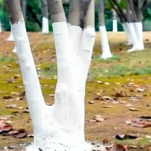 If you spot white-painted trees