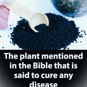 The Plant Described in the Bible as Having the Ability to Heal All Ailments