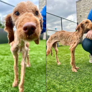 Neglected dog arrived at shelter nearly starved to death — now he’s living his best life