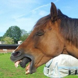 He noticed what was coming from the horse’s mouth when he reviewed the photo.