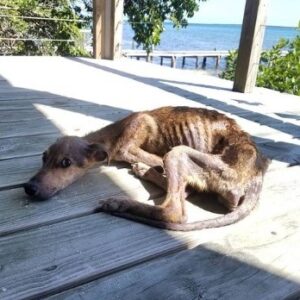 Starving dog found on desert island just days from death – traveler springs into action with only 48 hours to spare