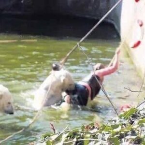 A 32-year-old woman was attacked by a polar bear after she jumped into their enclosure at the Berlin Zoo.