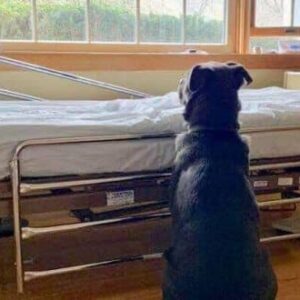 Dog Refused To Leave His Late Dad’s Hospital Bed