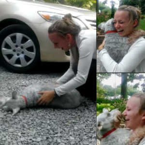 Excited Dog Collapses Out Of Joy As It Reunites With Owner After Two Years