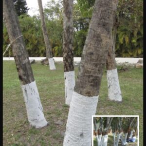 If You Spot A Tree Painted White, Here’s What It Means If You Spot A Tree Painted White, Here’s What It Means