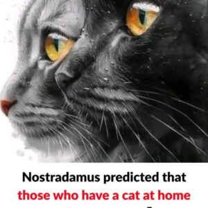 Nostradamus’s predictions about cats in the home Nostradamus’s predictions about cats in the home