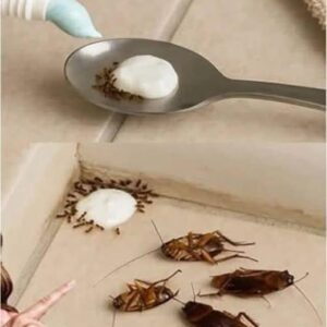 Put This in Your Home and Say Goodbye to Flies, Mosquitoes, and Cockroaches Put This in Your Home and Say Goodbye to Flies, Mosquitoes, and Cockroaches