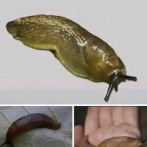 Slugs: The Surprisingly Important Creatures Beneath Our Feet Slugs: The Surprisingly Important Creatures Beneath Our Feet
