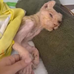 Abandoned Cat Fights for Life – Kind People Give Her a Second Chance Abandoned Cat Fights for Life – Kind People Give Her a Second Chance