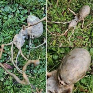 Neighbor finds ‘alien’ object in their backyard that has the internet stumped Neighbor finds ‘alien’ object in their backyard that has the internet stumped