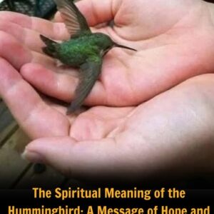 Did You Know That If a Hummingbird Comes to Your Home, It Means Something Special? Did You Know That If a Hummingbird Comes to Your Home, It Means Something Special?